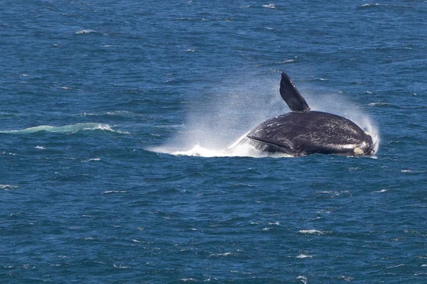 Del Agua Ballena Suave Del Sur — Foto de Stock