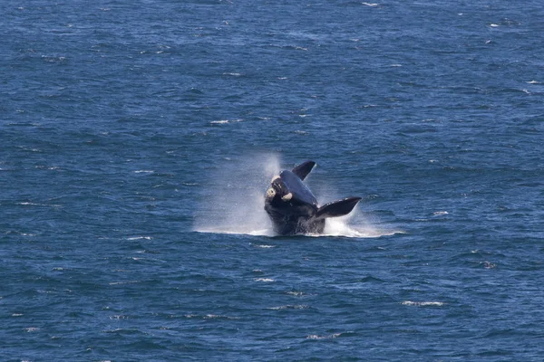 Water Sprinkling Southern Right Whale — Stock Photo, Image