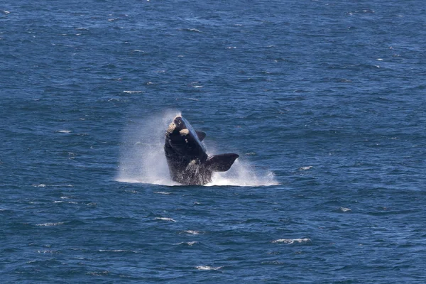 Water Sprinkling Southern Right Whale — Stock Photo, Image