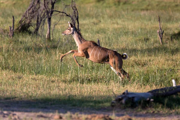 Kudu Antelope Animals Wildlife Nature Fauna — Stock Photo, Image