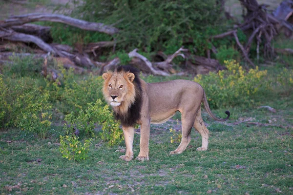 Leone Predatore Felino Cacciatore — Foto Stock