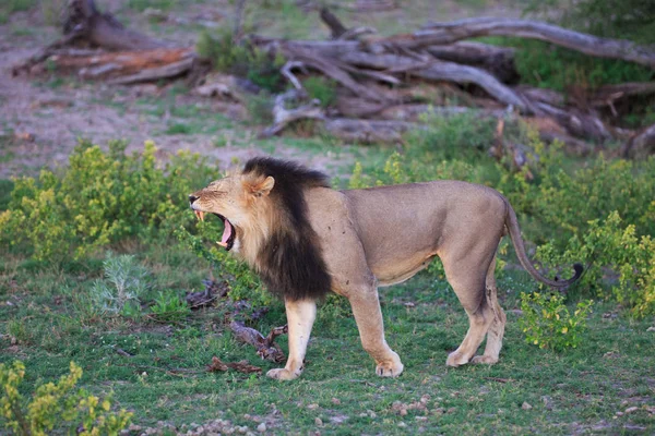 León Depredador Felino Cazador — Foto de Stock