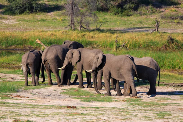 Szenische Ansicht Von Fauna Und Flora Der Savanne — Stockfoto