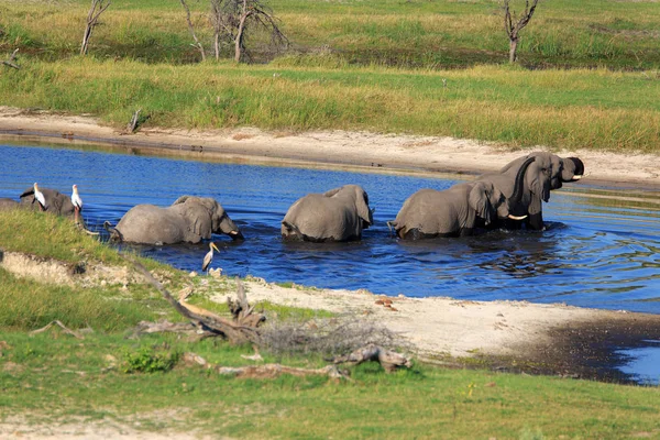 Elefante Africano Mamífero Grande —  Fotos de Stock