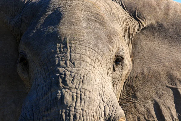 Elefante Africano Mamífero Grande — Foto de Stock