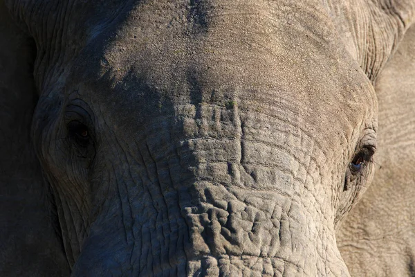 Elefante Africano Mamífero Grande — Foto de Stock