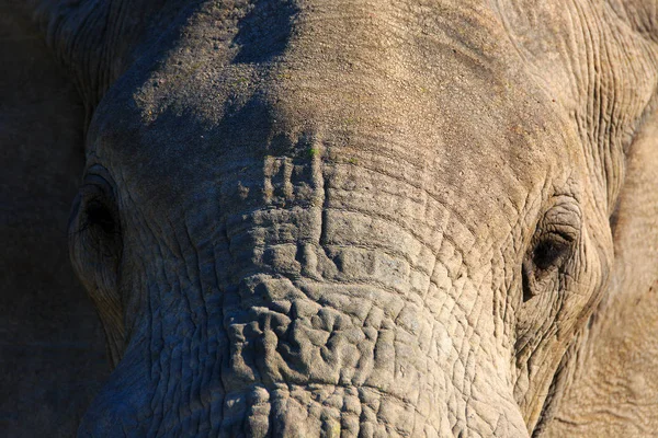 Elefante Africano Mamífero Grande — Foto de Stock