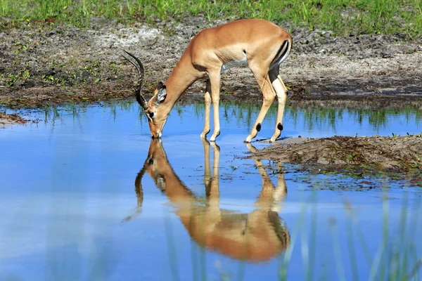 Boteti Nehri Üzerindeki Impala — Stok fotoğraf