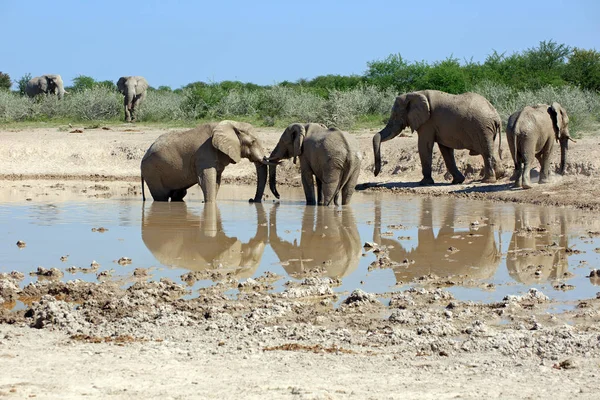 Elefante Abrevadero — Foto de Stock