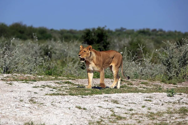 Savannah Wildcat Löwin Raubkatze — Stockfoto