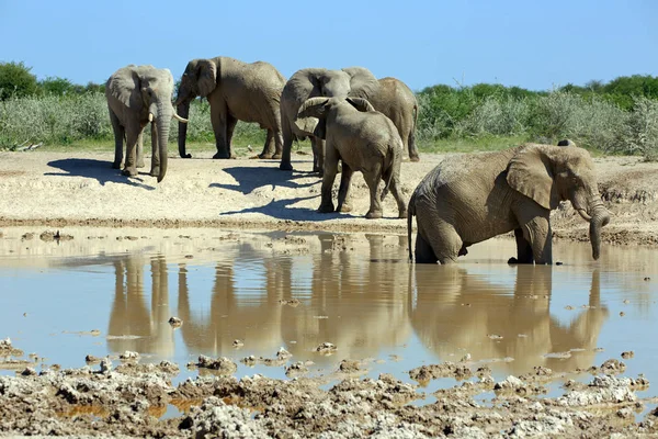 Afrikai Elefánt Állat Nagy Emlős — Stock Fotó