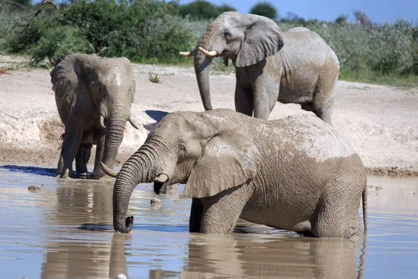 Elephants Waterhole — Stock Photo, Image