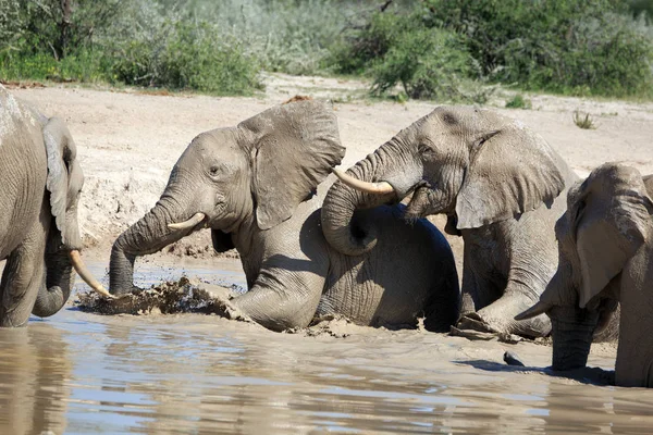 Elephants Waterhole — Stock Photo, Image