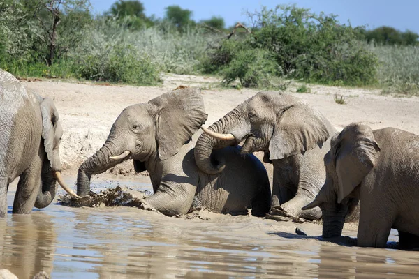 Elefantes Buraco Água — Fotografia de Stock