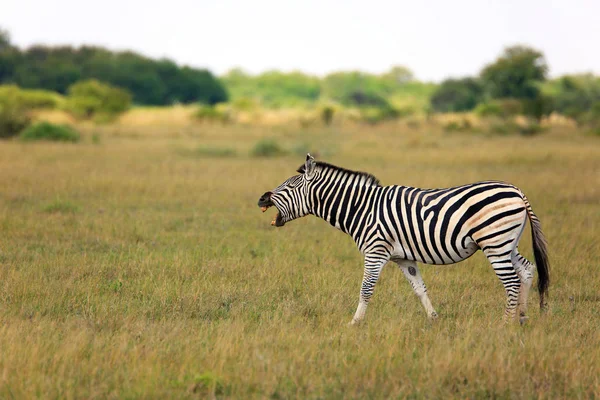 Black White Striped Zebra Animal Mammal — Stock Photo, Image