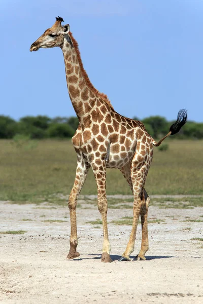 Giraffe Dieren Het Wild Afrika — Stockfoto