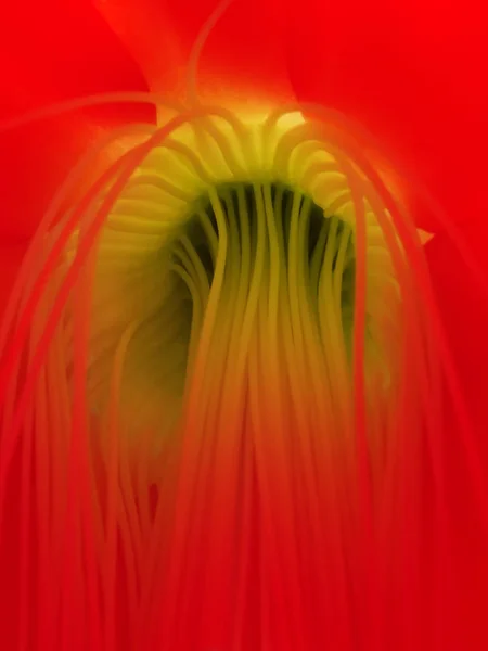 Raíz Flor Los Estambres Del Cactus Pascua Hatiora —  Fotos de Stock