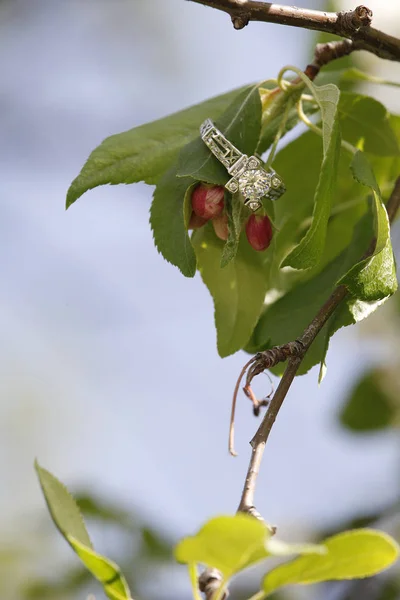 Diamantener Ehering Blütenknosenzweig Zur Verlobung — Stockfoto