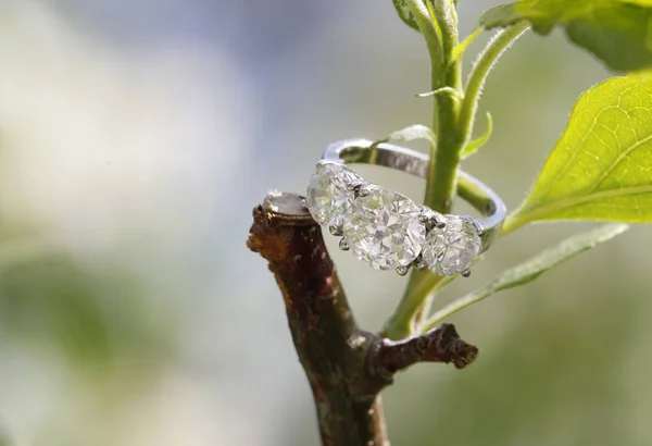 自然の中の木の枝に入れ子に結婚式の宝石リング — ストック写真