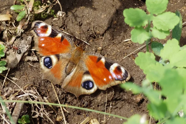 Widok Bliska Piękny Kolorowy Motyl — Zdjęcie stockowe