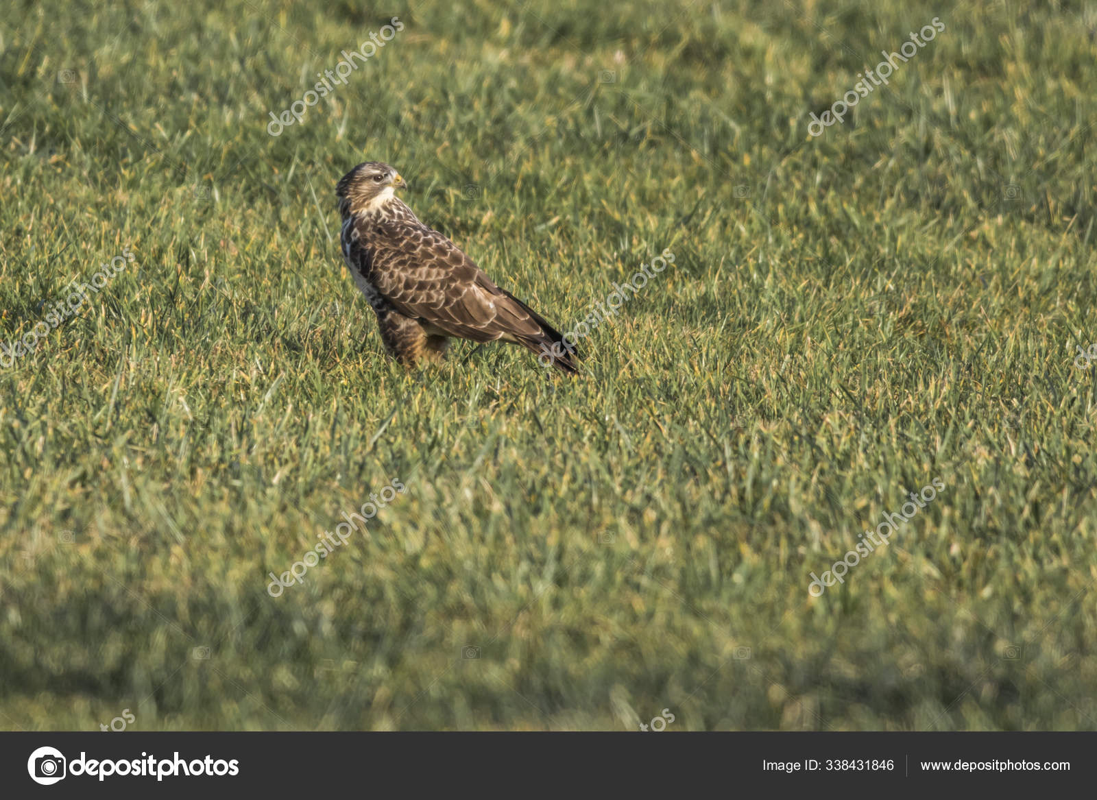 Flying Buzzard Hunt Stock Photo by ©PantherMediaSeller 338431846