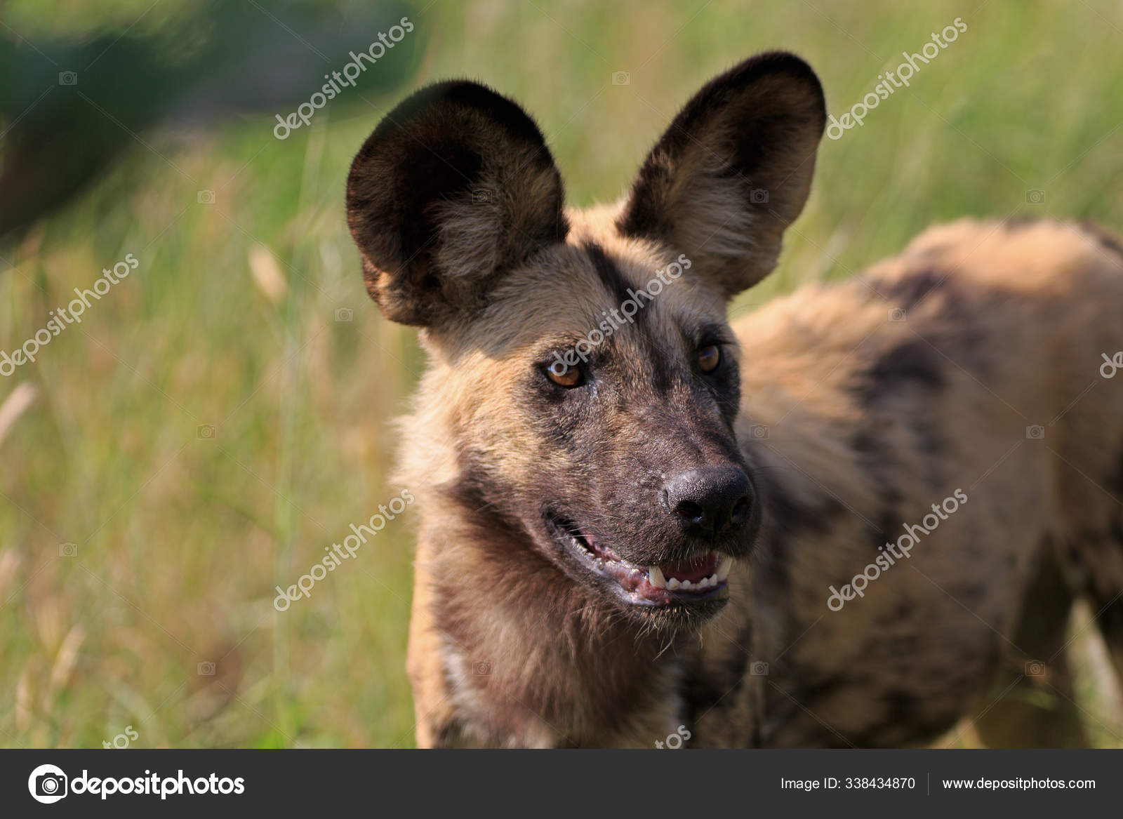 Wild Dogs Chobe National Park Botswana — Stock Photo