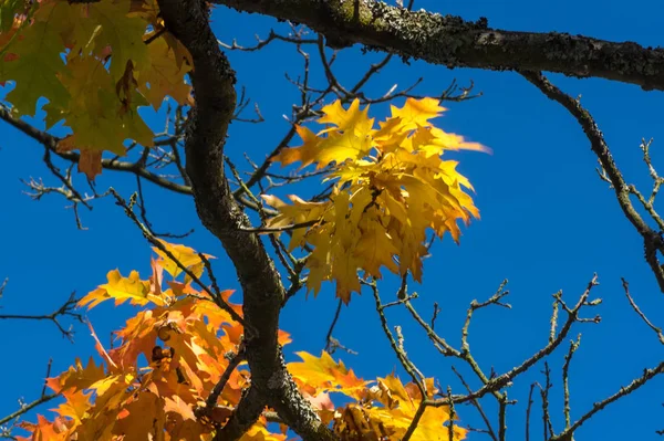 Kolorowa Jesień Przyrodzie — Zdjęcie stockowe
