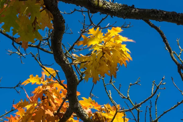 Automne Coloré Dans Nature — Photo