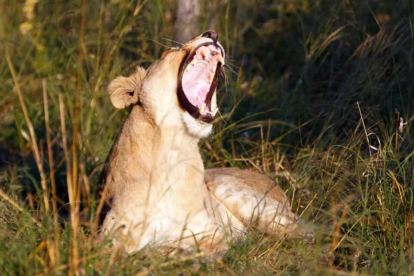 Oude Cultuur Van Afrika — Stockfoto