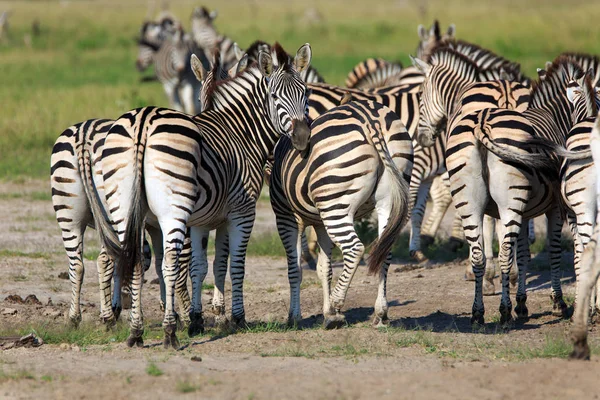 Zebra Rebanho Animais Selvagens — Fotografia de Stock