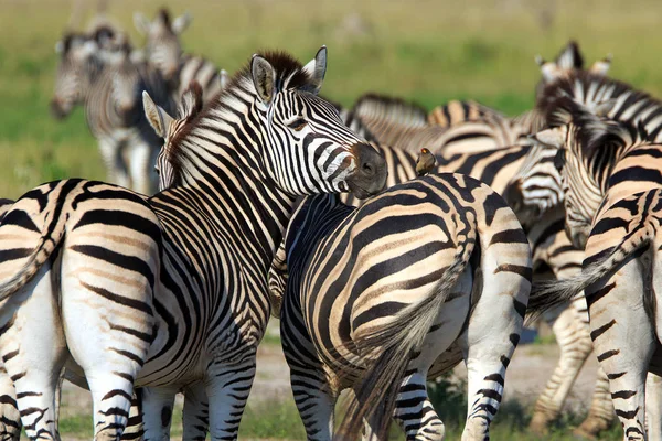 Zebra Állomány Vadon Élő Állatok — Stock Fotó