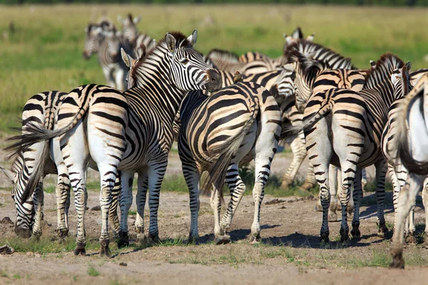 Stádo Zebry Divoká Zvířata — Stock fotografie