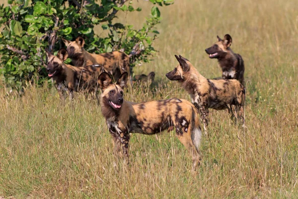 Hyenor Hundar Chobe Nationalpark Botswana — Stockfoto