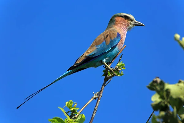 Gabelracke Dans Parc National Chobe Botswana — Photo