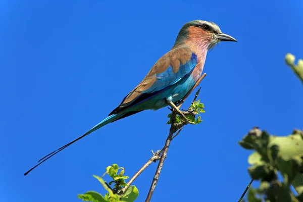 Haarukka Teline Chobe Kansallispuistossa Botswana — kuvapankkivalokuva