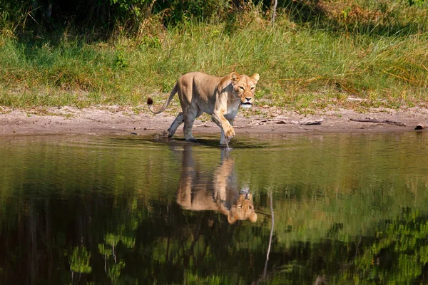 Oroszlán Botswanai Chobe Nemzeti Parkban — Stock Fotó