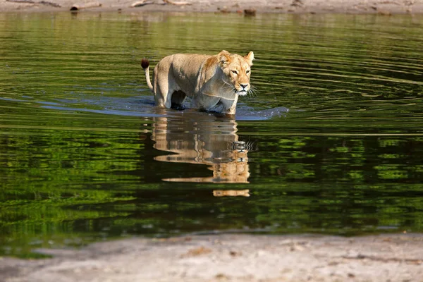 Leona Parque Nacional Chobe Botswana Mientras Vadea Río — Foto de Stock