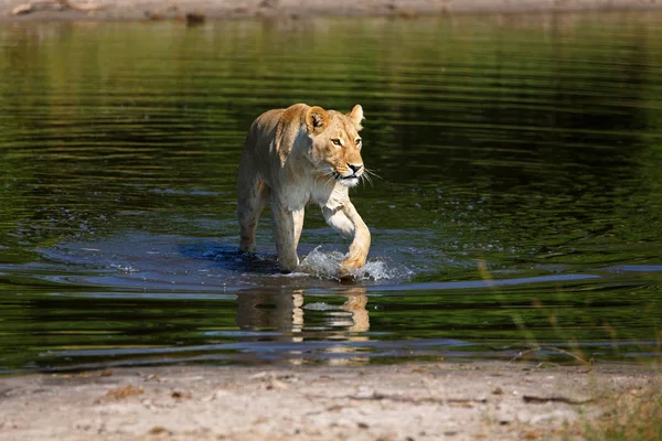 Leeuwin Chobe National Park Botswana Tijdens Het Waden Door Een — Stockfoto