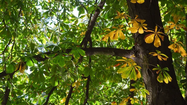 Bladeren Herfstbomen Klimaat Warme Kleuren — Stockfoto