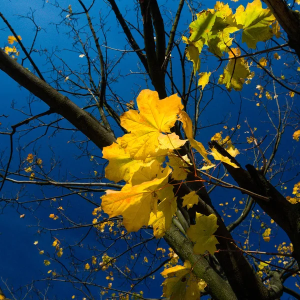 Hojas Árboles Otoñales Colores Cálidos Climáticos — Foto de Stock