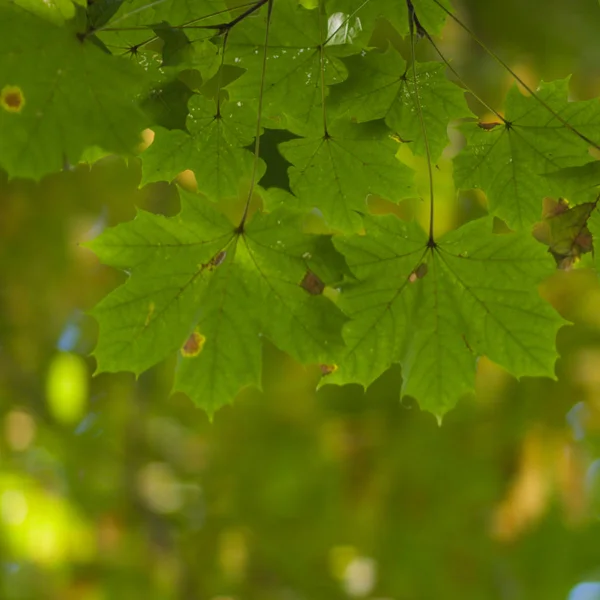 Liście Jesienne Drzewa Klimatyczne Ciepłe Kolory — Zdjęcie stockowe