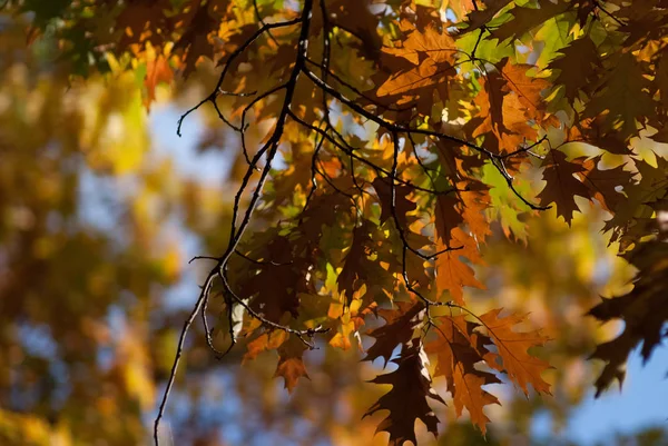 Hojas Árboles Otoñales Colores Cálidos Climáticos — Foto de Stock