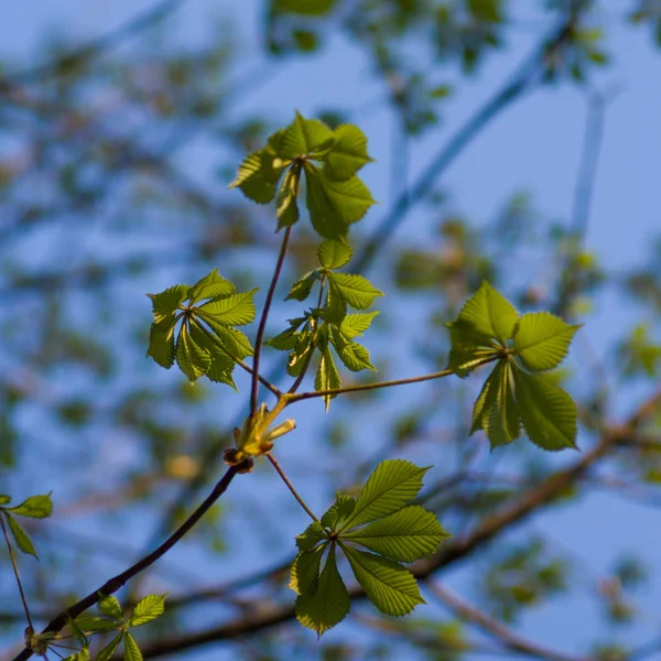 Φύλλα Φθινοπωρινά Δέντρα Ζεστά Χρώματα — Φωτογραφία Αρχείου