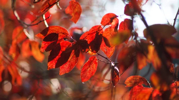 Hojas Árboles Otoñales Colores Cálidos Climáticos — Foto de Stock