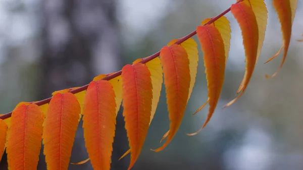 Листья Осенних Деревьев Климатических Теплых Цветов — стоковое фото