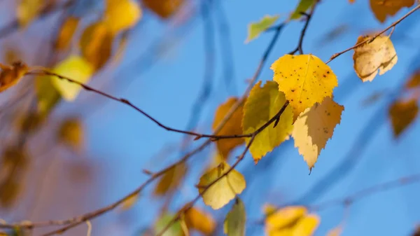 秋の木の気候暖色 — ストック写真