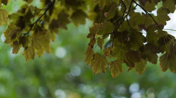 Levelek Ősz Fák Klimatikus Meleg Színek — Stock Fotó