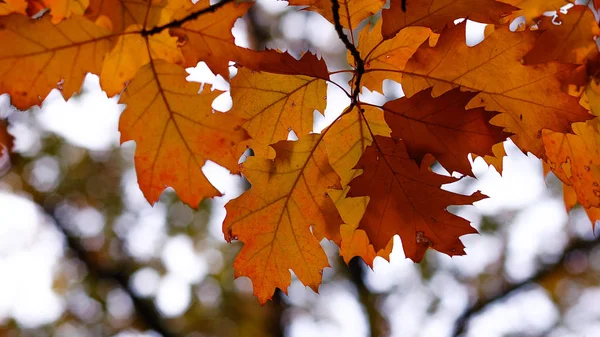 Bladeren Herfstbomen Klimaat Warme Kleuren — Stockfoto