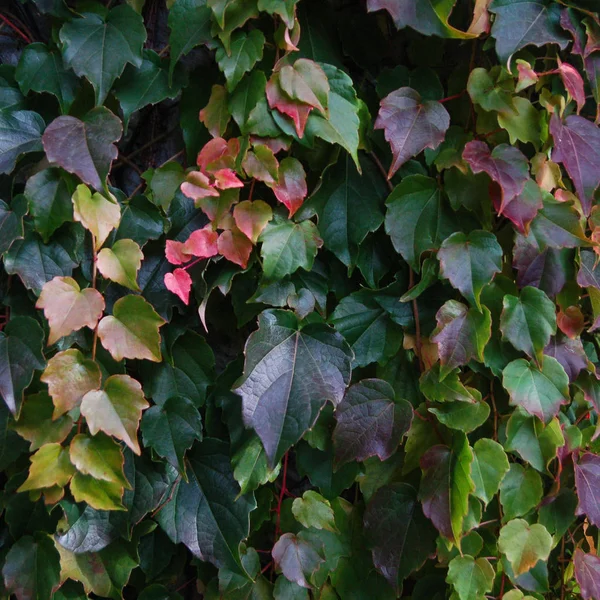 Löv Höst Träd Klimat Varma Färger — Stockfoto