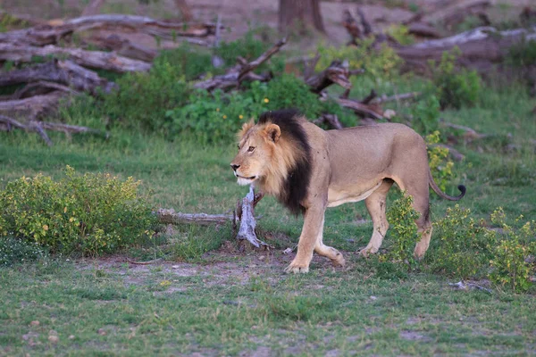 狮子猎食者猎食者 — 图库照片